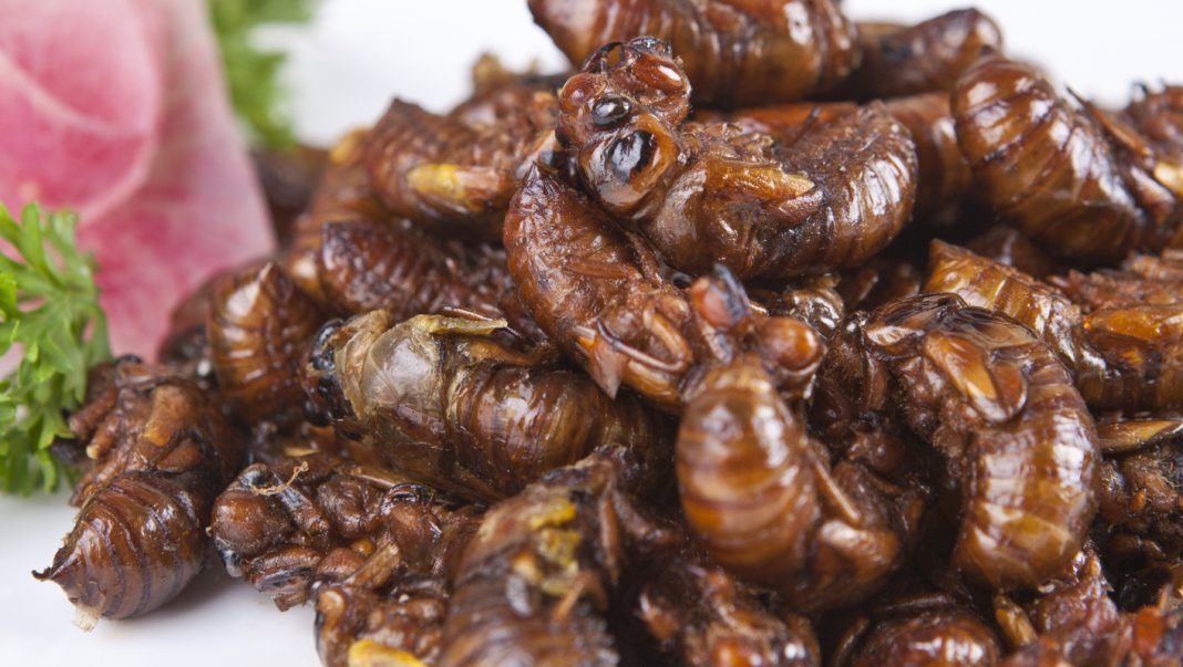 insects