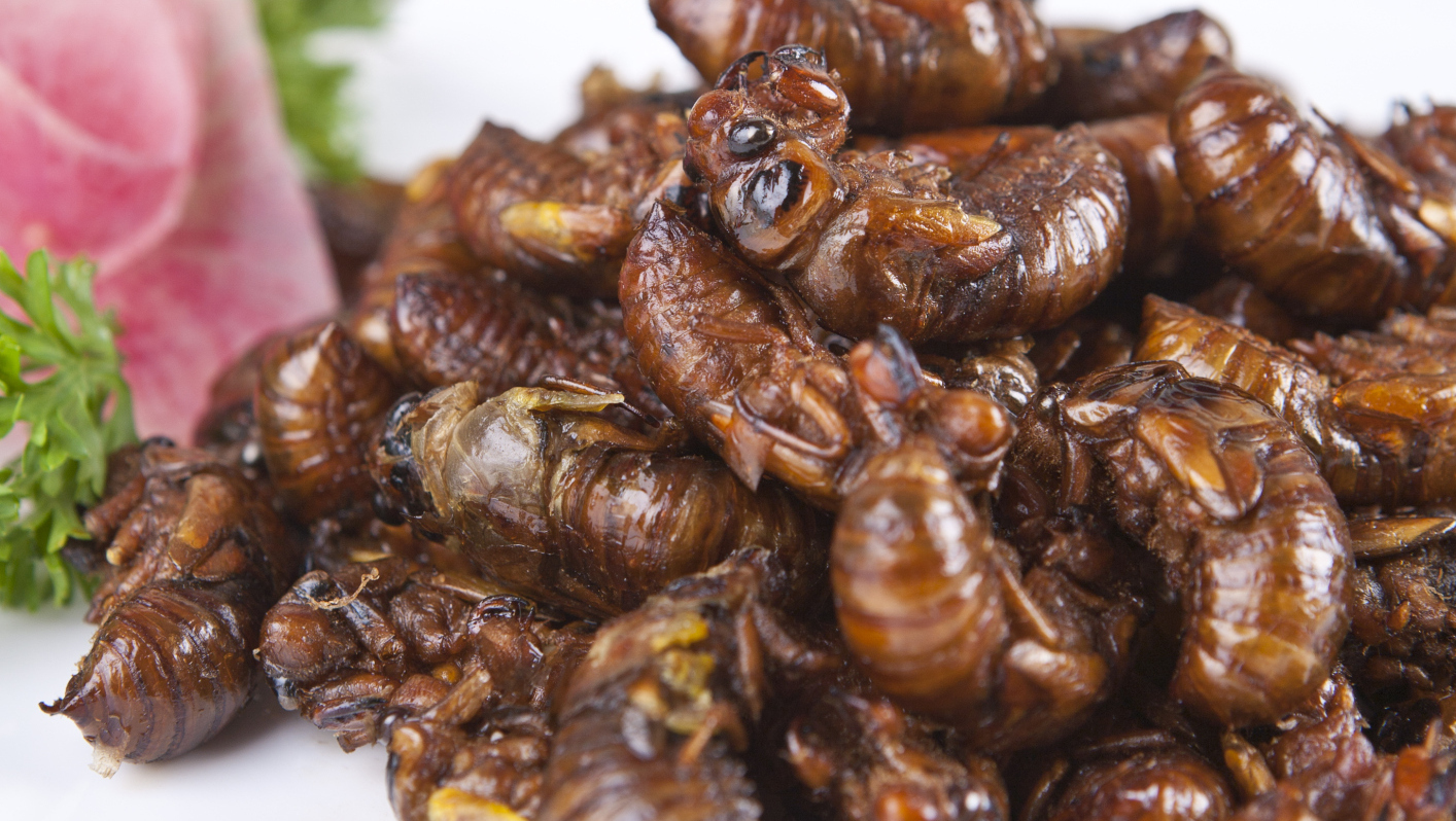 insects