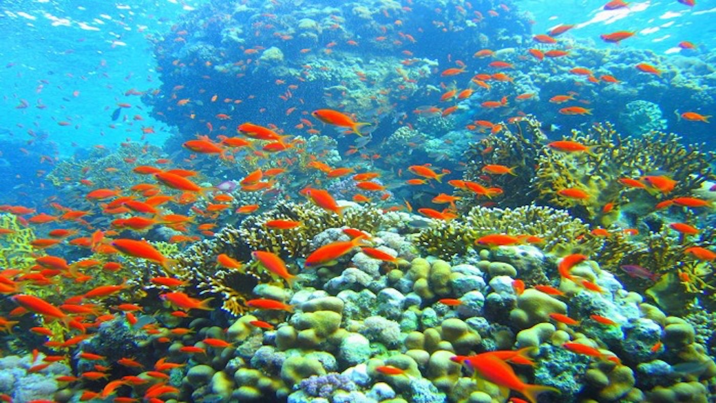 Famous scuba diving spots in Vietnam for adventurers - ELMENS