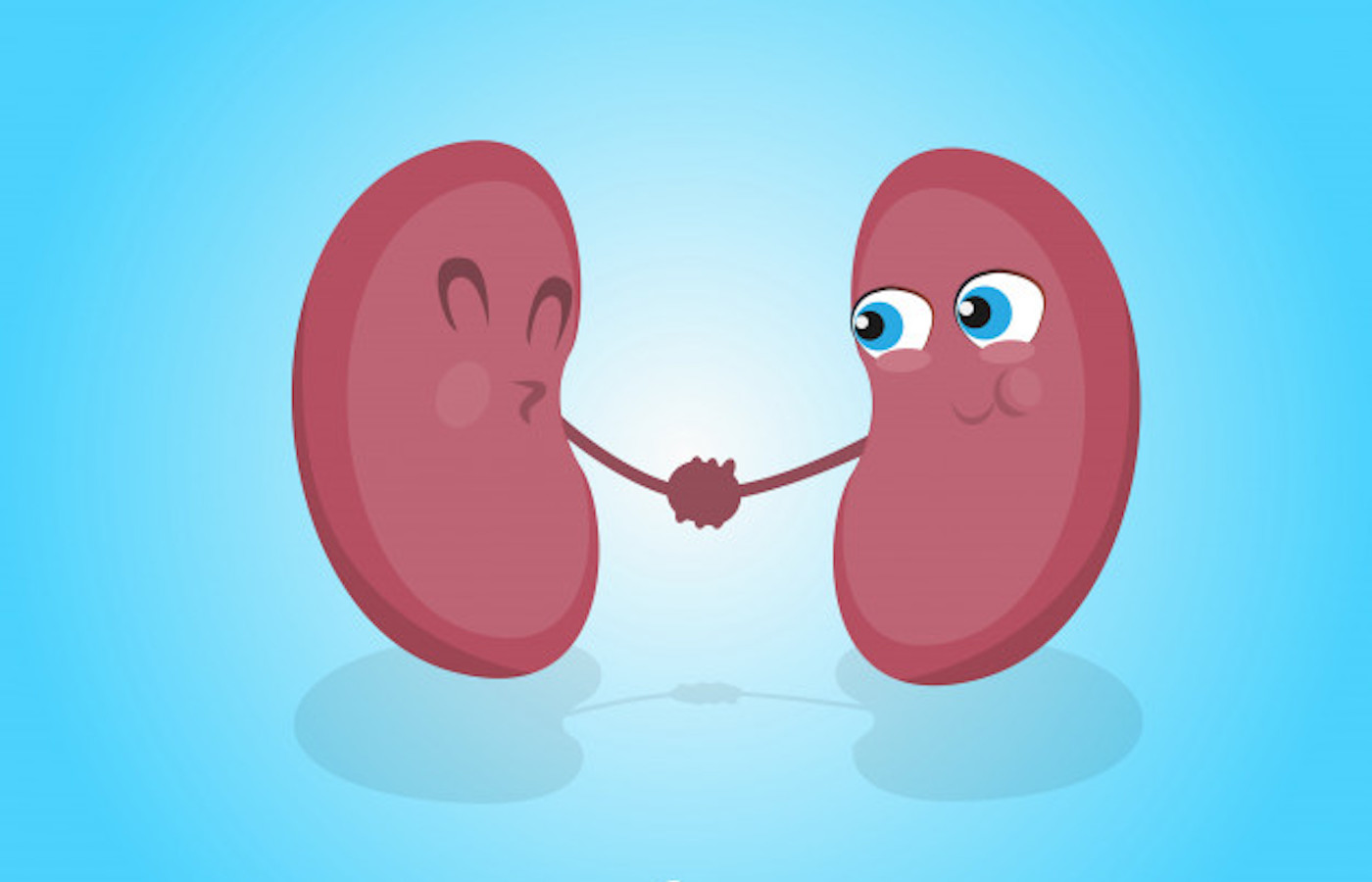 Kidneys