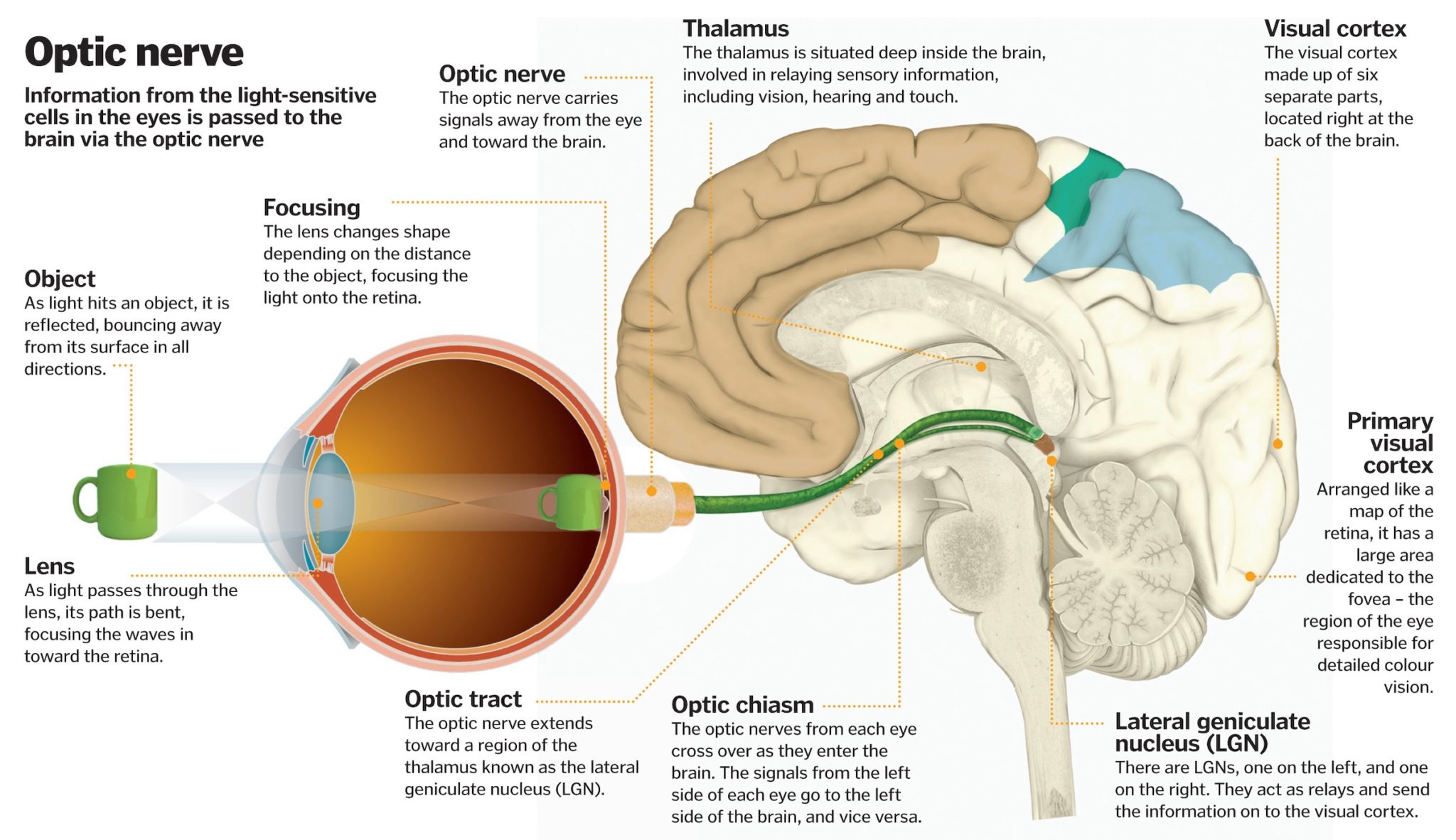 The 3D Visual World – How Brain & Eyes Work To Reconstruct?