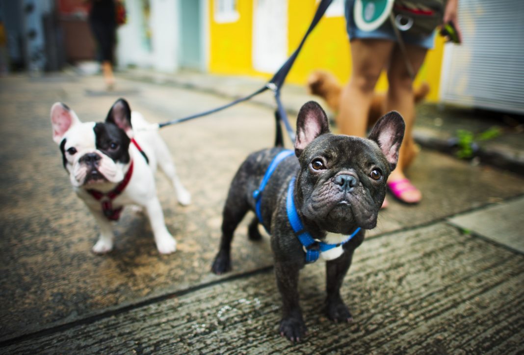 GuidetoCreatingtheBestDog WalkingApp