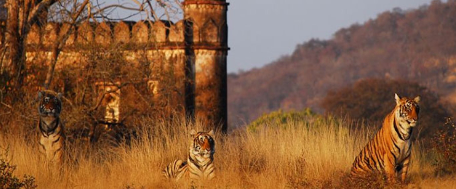 Ranthambore National Park Tigers