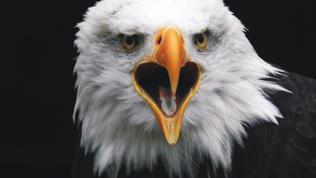 Why Did Birds Lose Their Teeth?