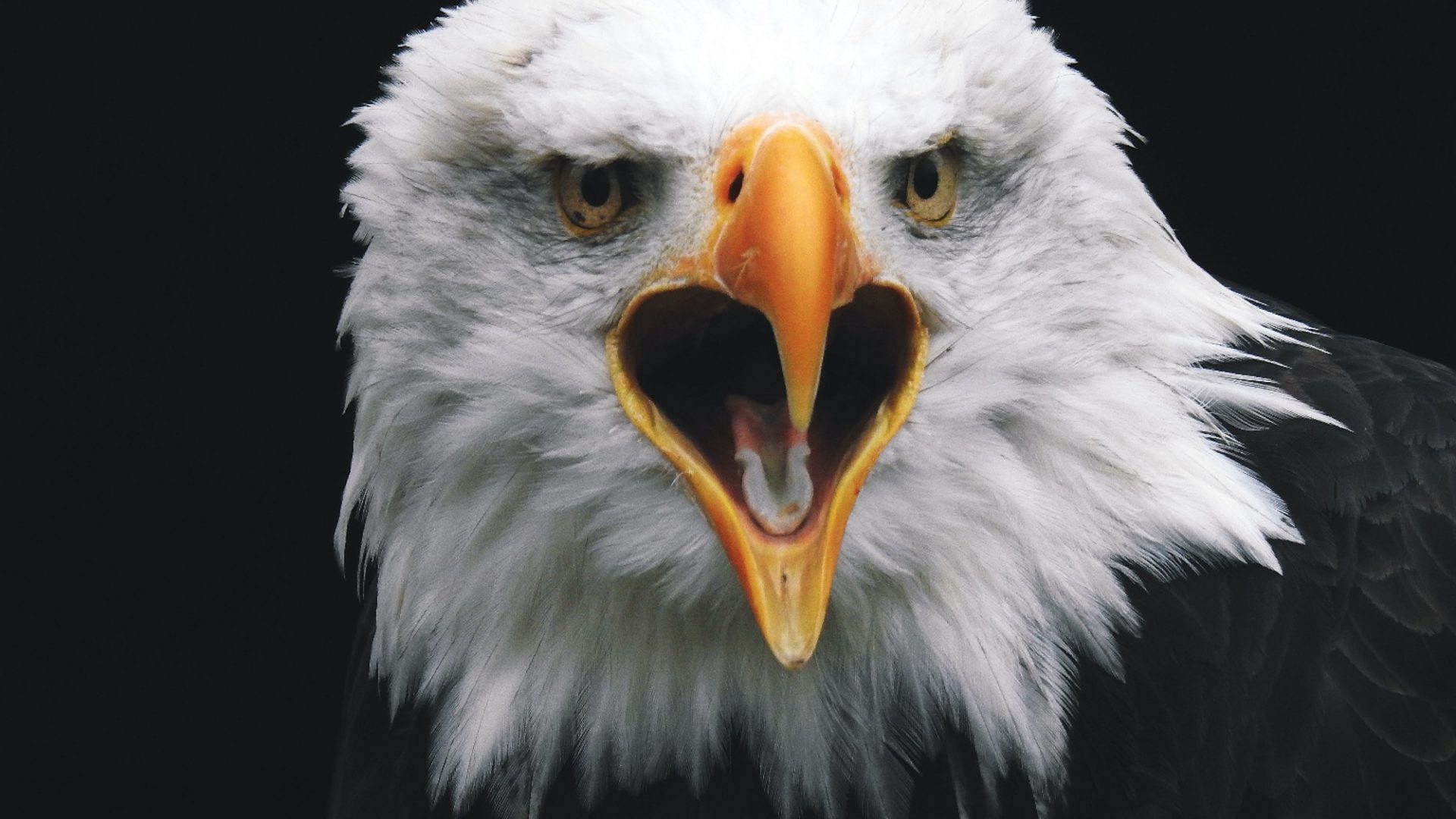 why-did-birds-lose-their-teeth-elmens