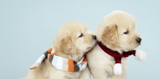 Vitamins and Minerals Required in Dog Nutrition dog accessories