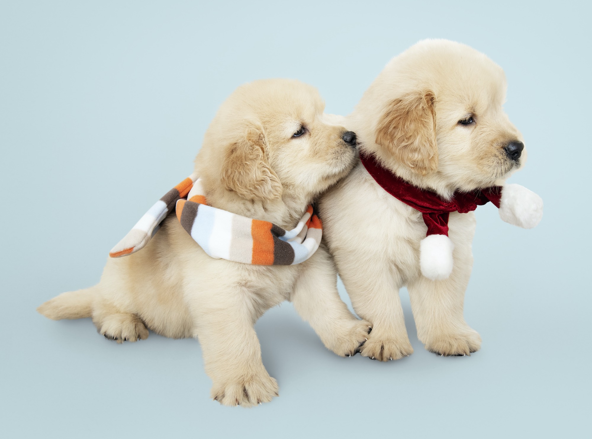 dog accessories