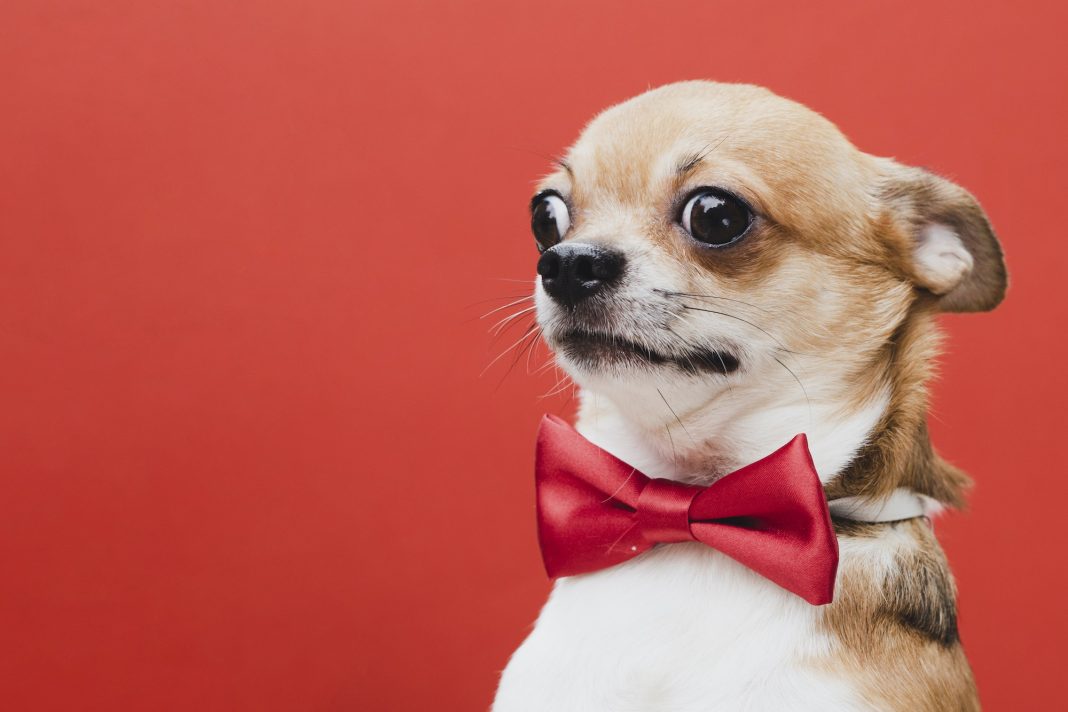 dog accessories