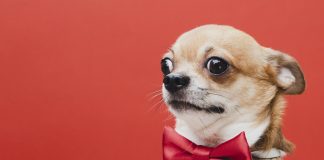 Transforming Pet Grooming: The Growing Trend of Mobile Dog Services dog accessories