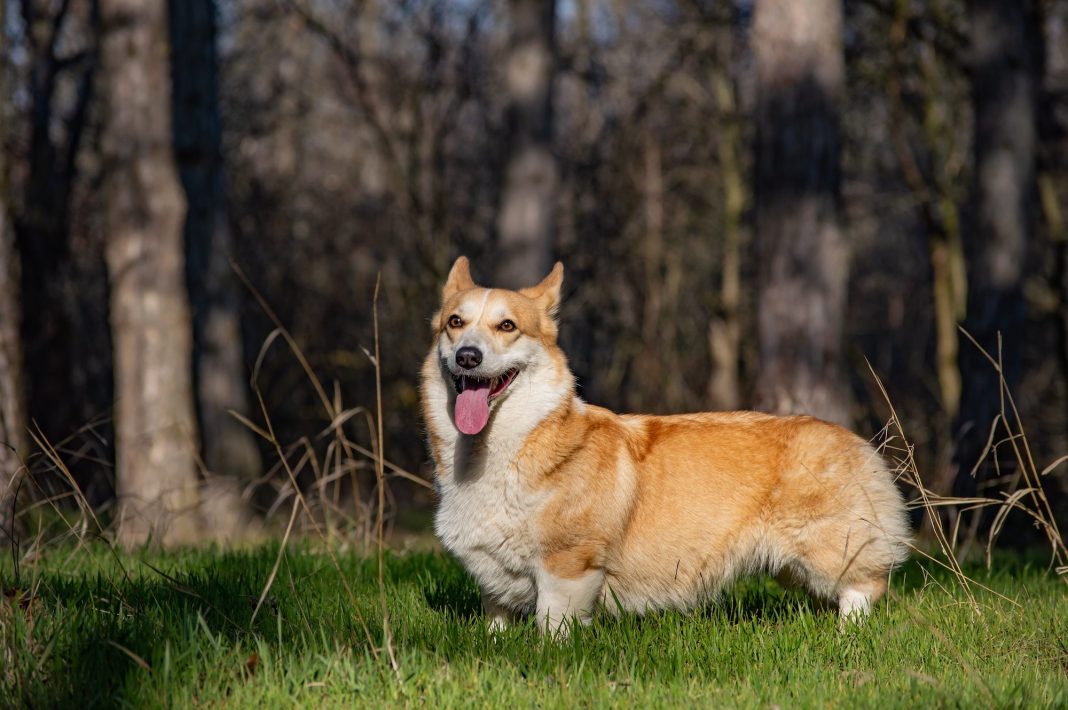 Pembroke Welsh Corgis Breed