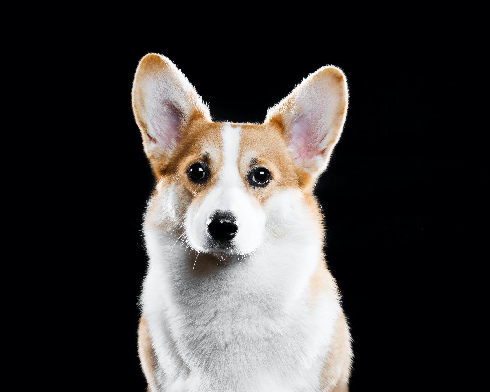 Pembroke Welsh Corgis Breed