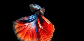 Your Beginner Guide to How to Take Care of Betta Fish Your Beginner Guide to How to Take Care of Betta Fish