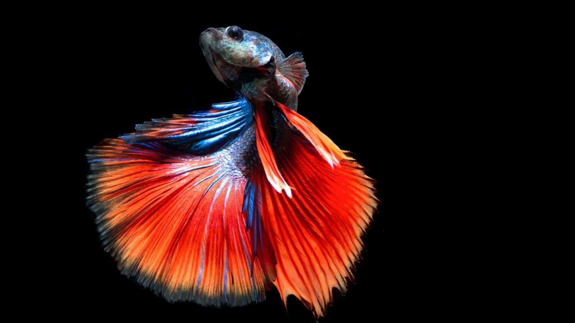 Your Beginner Guide to How to Take Care of Betta Fish
