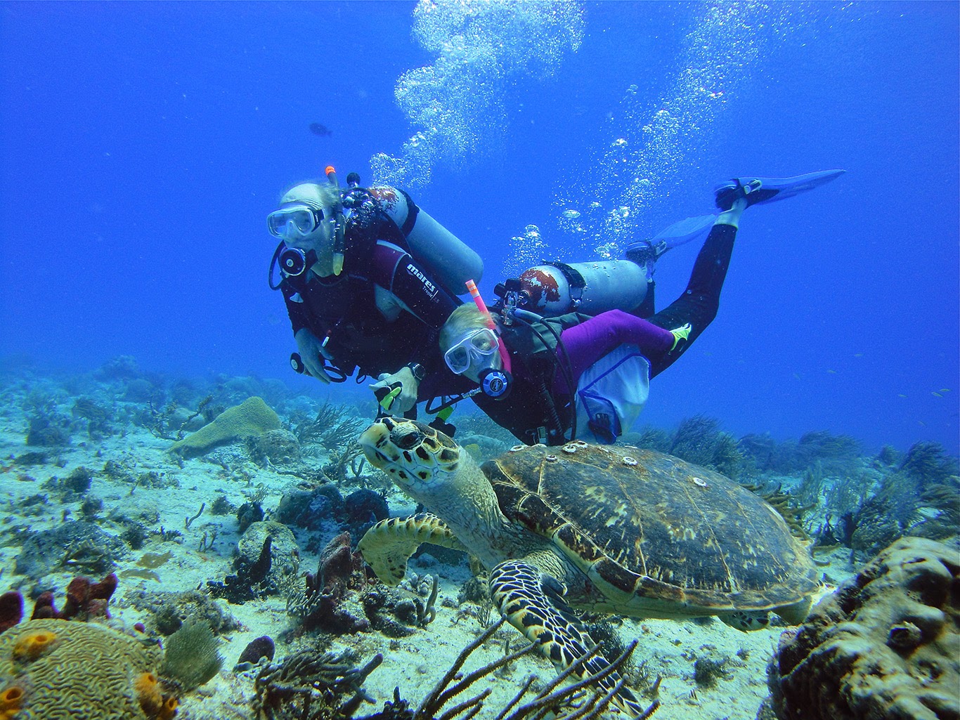 scuba diving tours playa del carmen