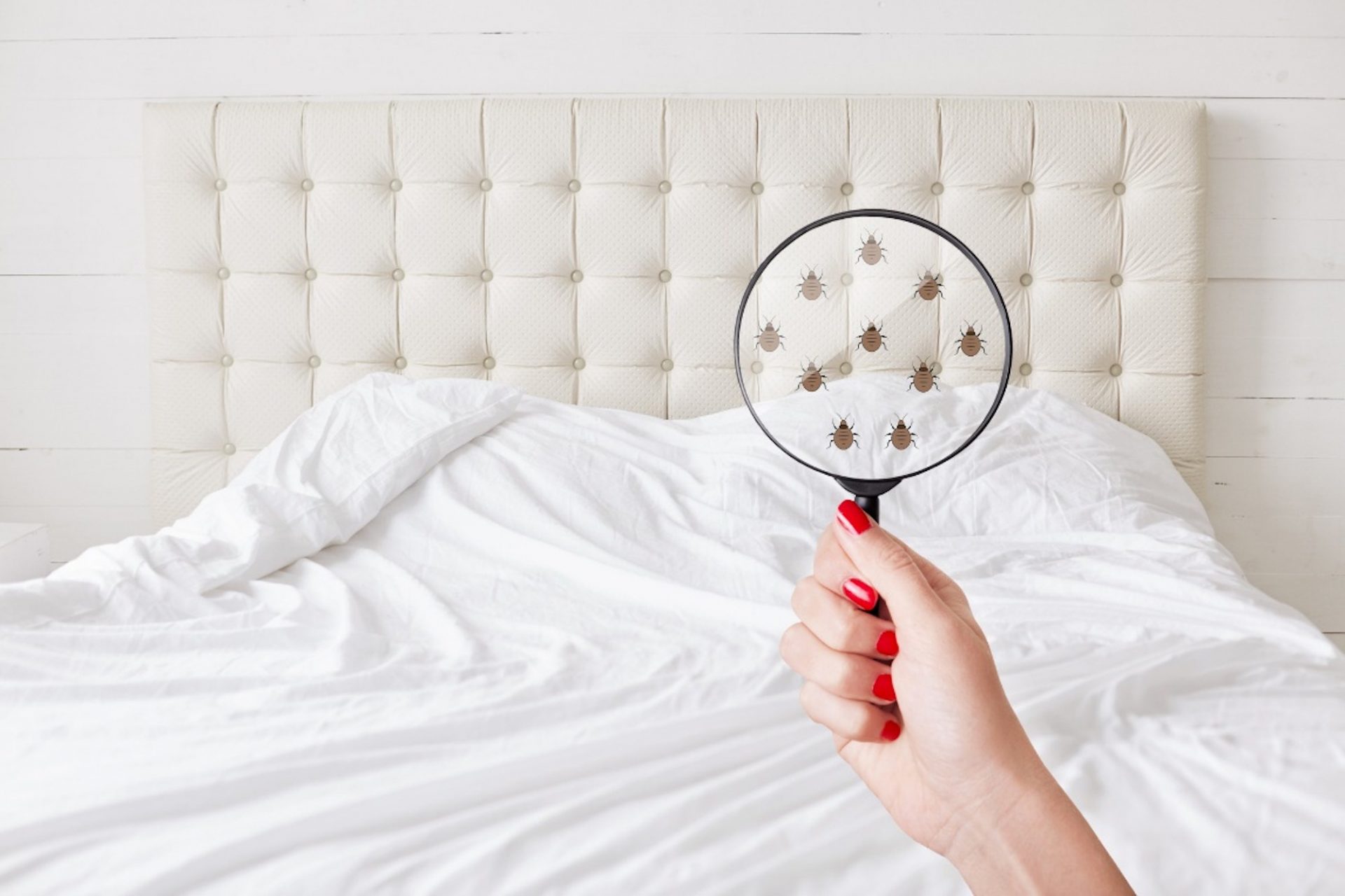 Don't Let the Bed Bugs Bite! 5 Early Signs You Might Have Bed Bugs ELMENS