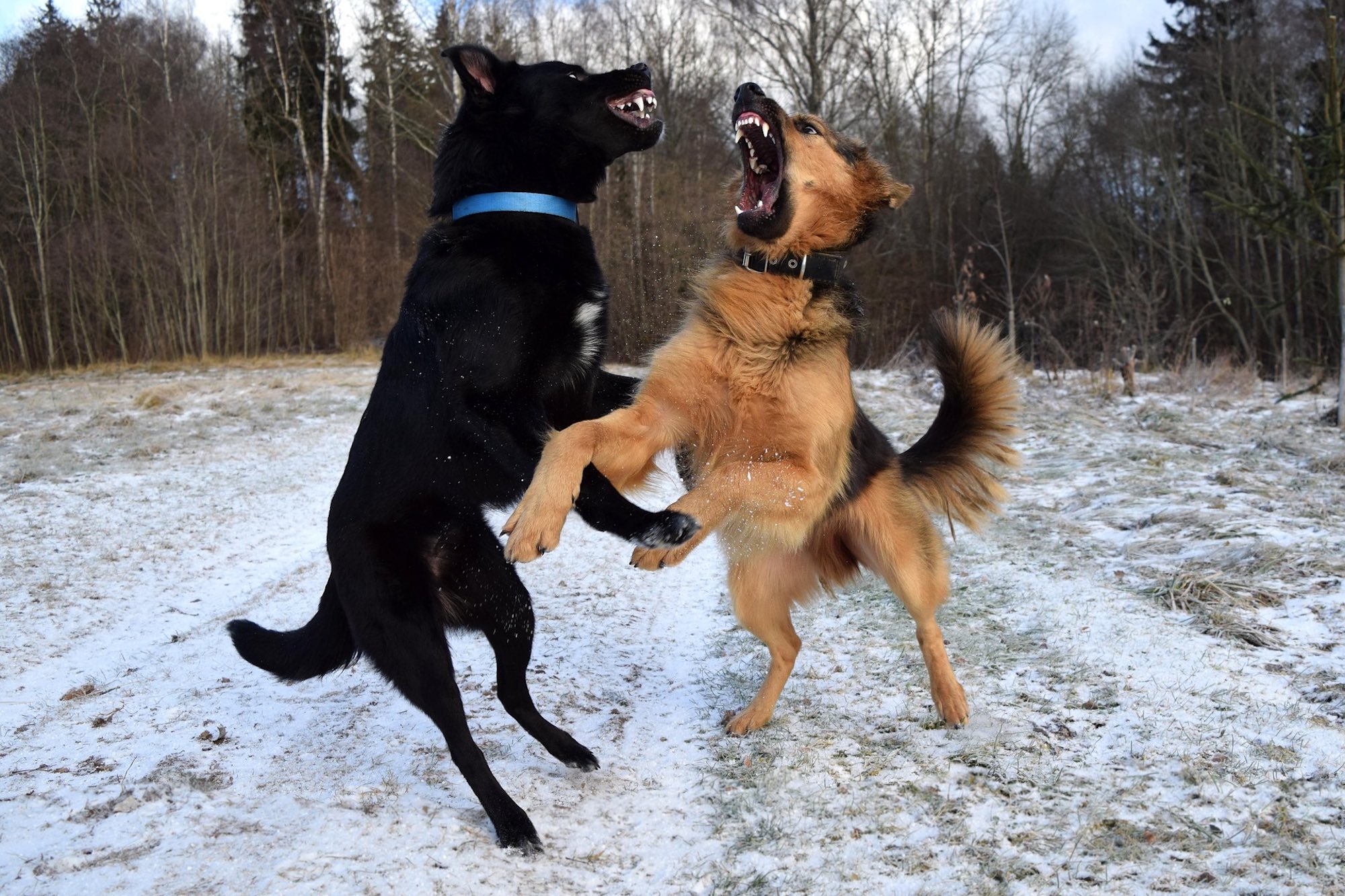 agressive dogs
