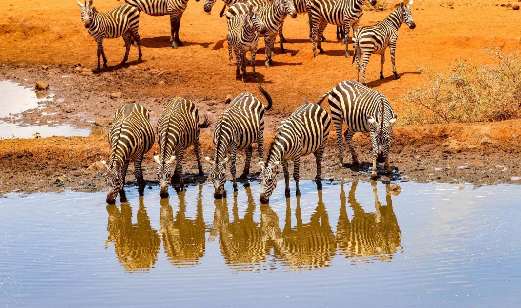 Kenyan safari Kenyan safari
