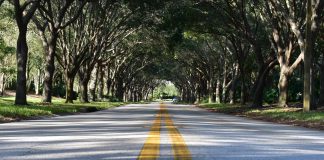 Why Would You Hire A Professional Tree Removal Service? Path Line Marking