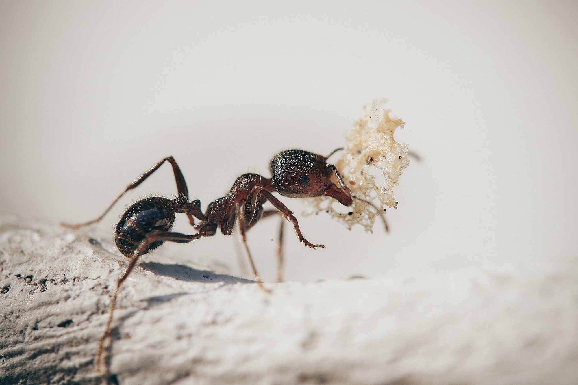 ANTS
