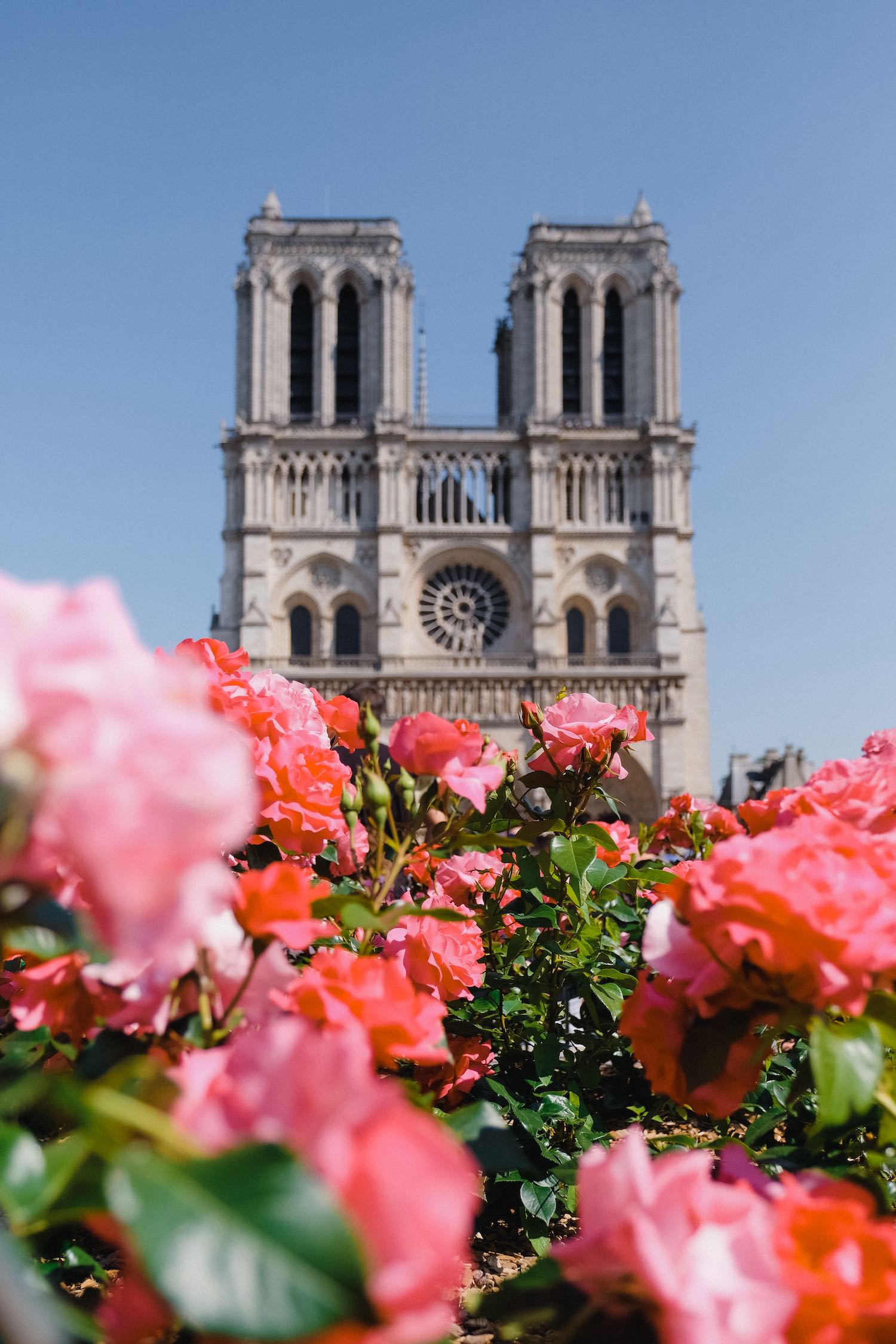 flowers paris