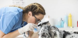 Sutherland Shire Vet For Your Loving Puppy Dog’s Ears clean