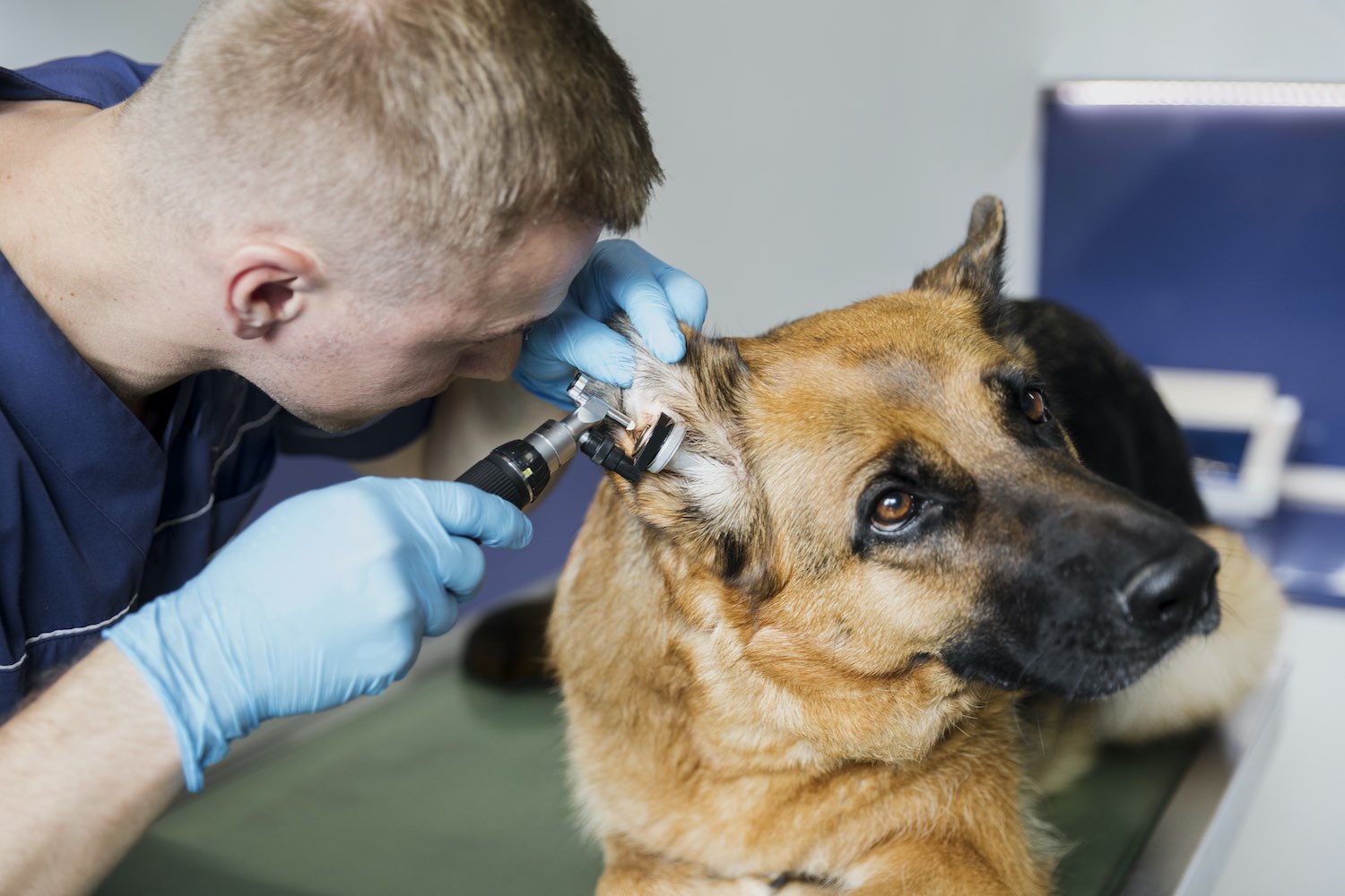 Dog’s Ears clean