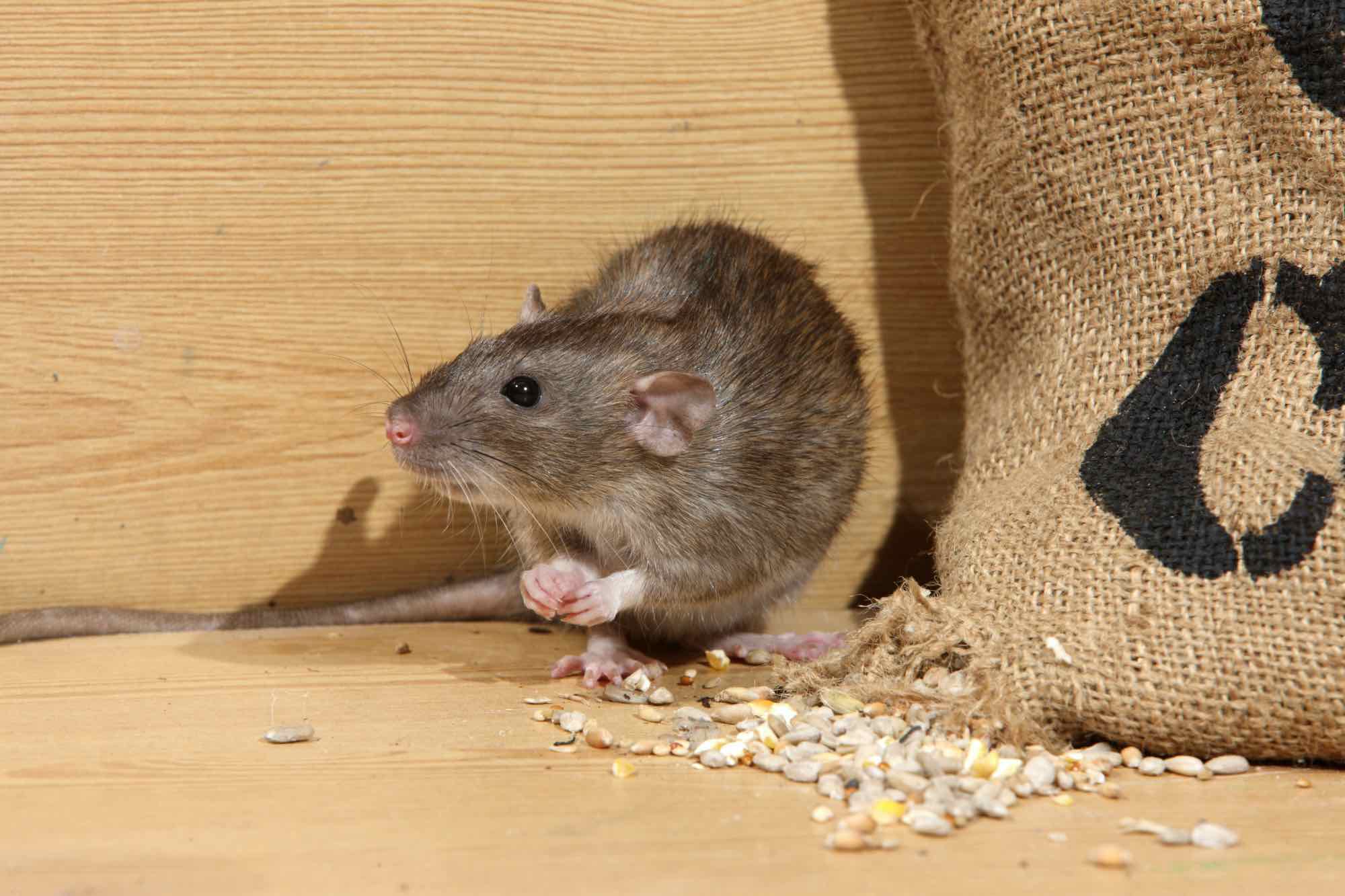 PestControlTips:RodentRemoval&PreventionStrategiesThatCanBringYouPeace