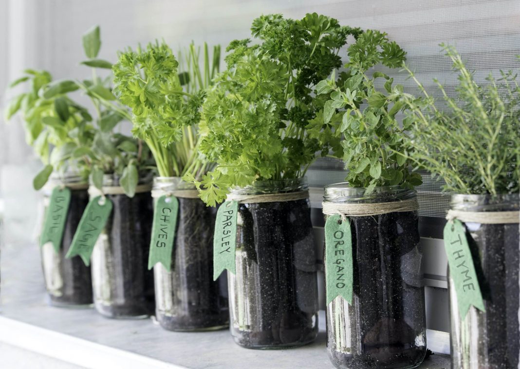 herb garden herb garden