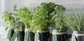 4 Kinds of Unique Plants You Can Buy Online in 2022 herb garden