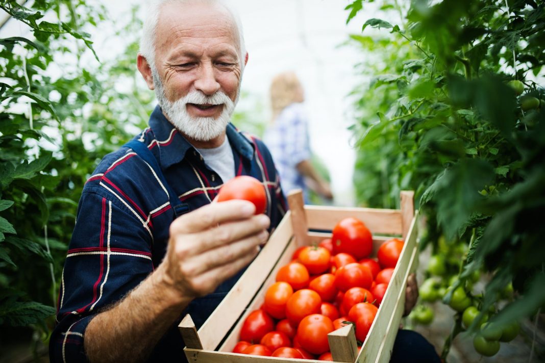 tomatoes garden