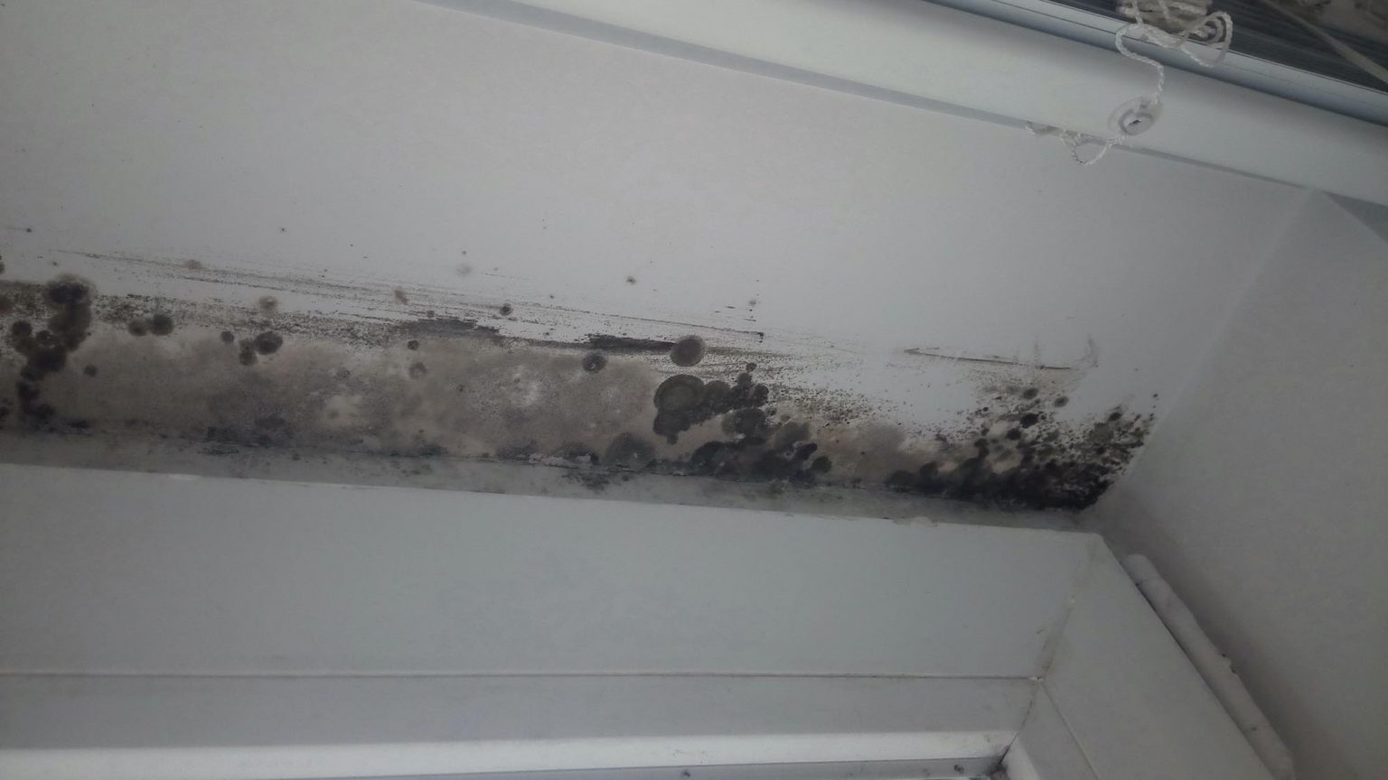 Where Does Mold Grow and How Can It Hurt You? ELMENS