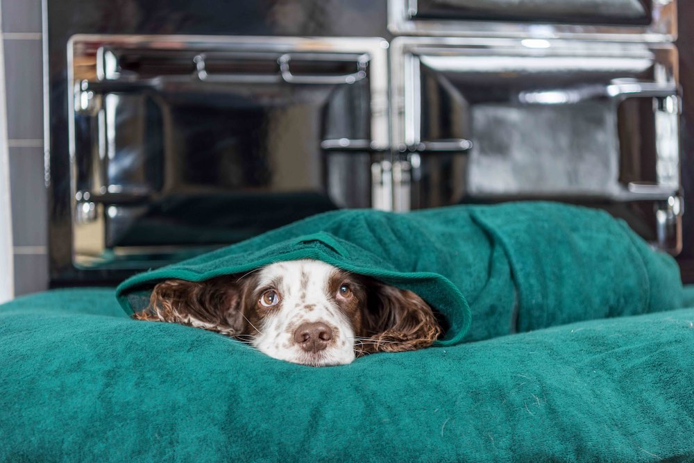 6 Helpful Ways To Keep Dog Beds Fresh And Odor Free ELMENS