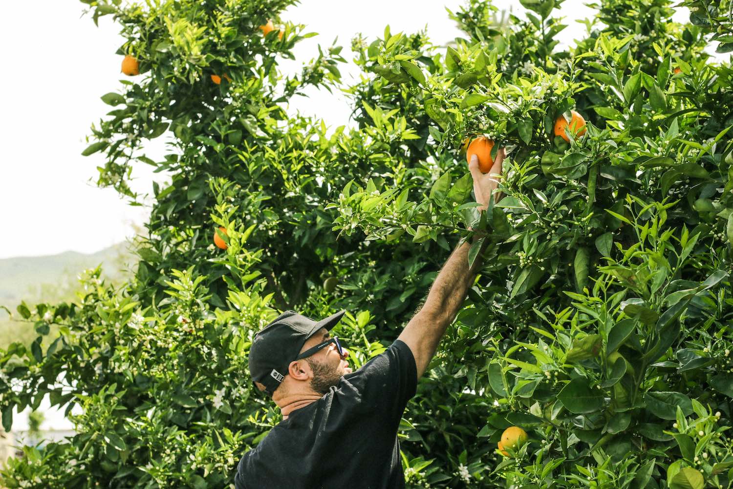 Garden Fruits Diet