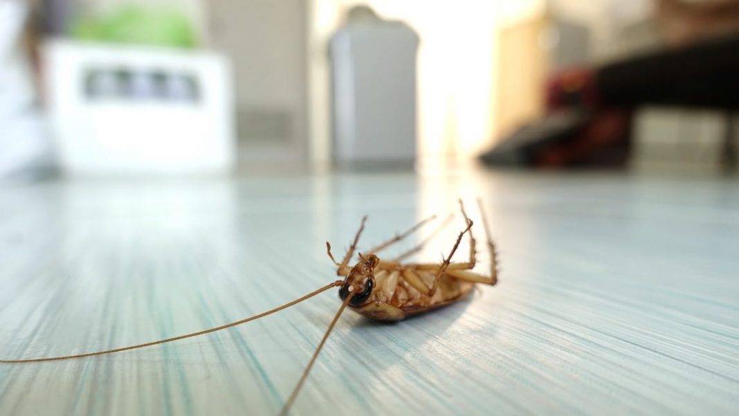 German Cockroach vs American Cockroach: What's the Difference?