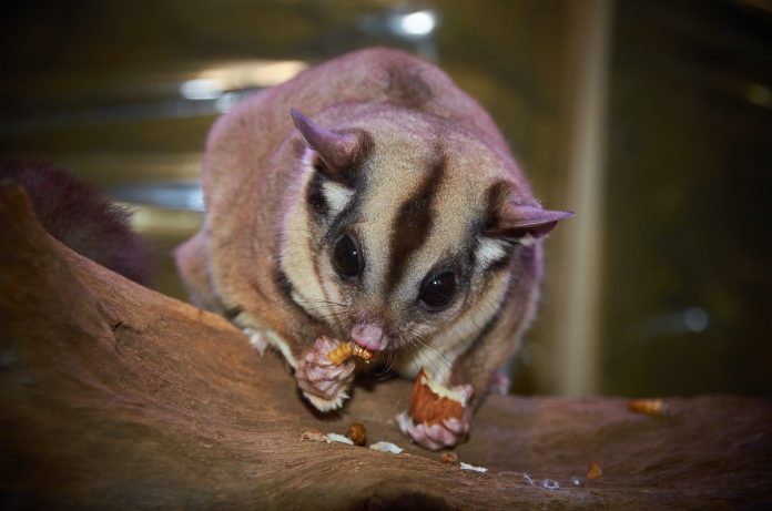 How to Properly Take Care of Your Pet Sugar Glider