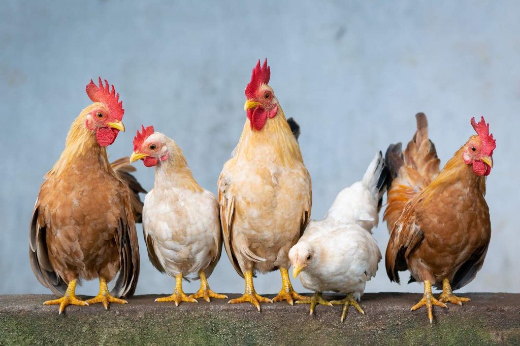 How to Take Care of Chickens A Detailed Guide ELMENS