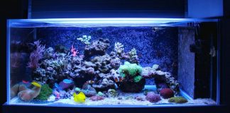 How to Find Cheap Aquariums How to Find Cheap Aquariums
