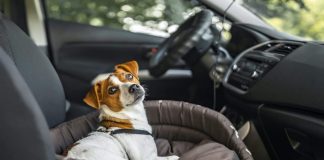 15 Vital Tips for Moving With Pets VitalTipsforMovingWithPets