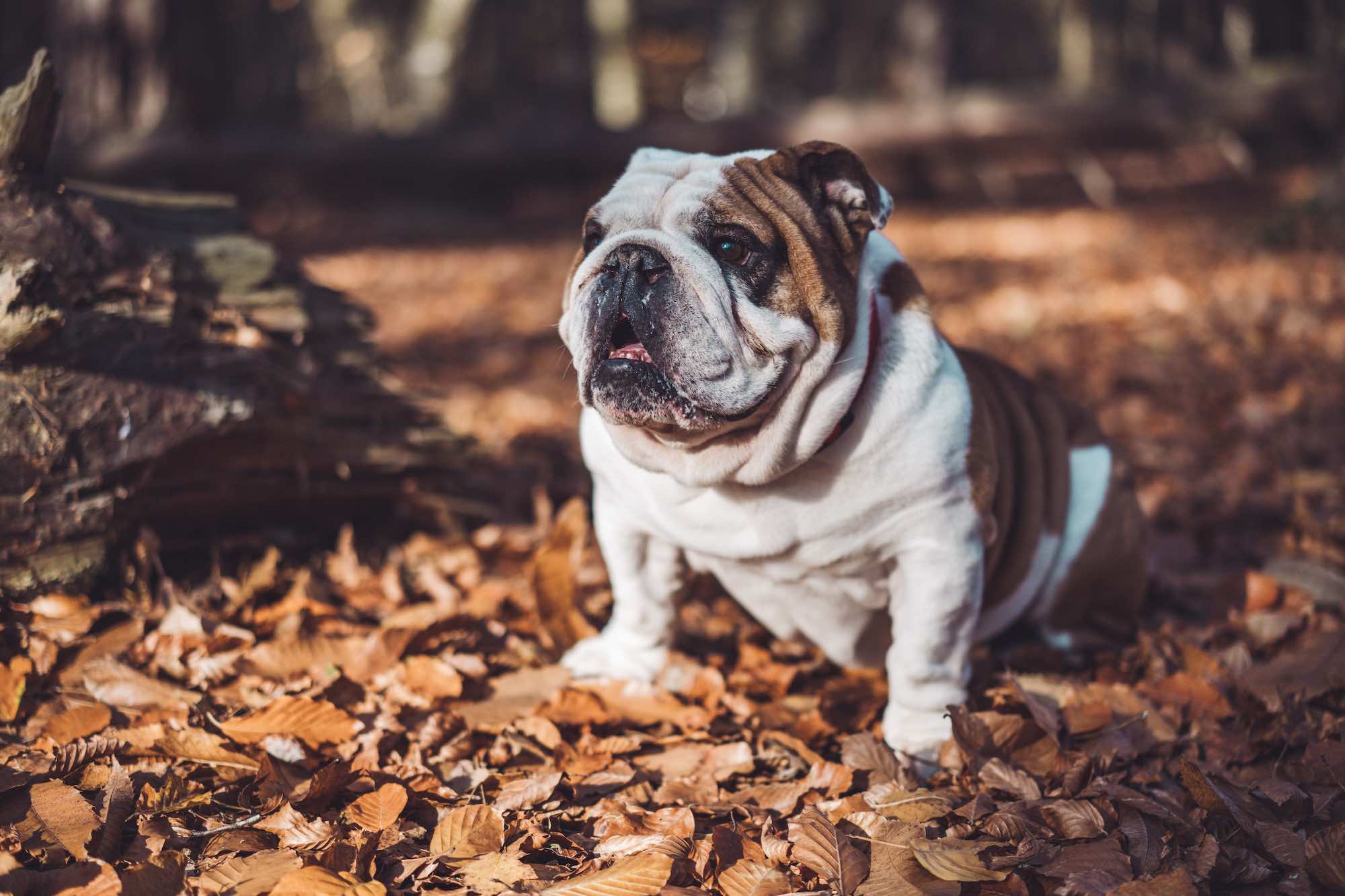 bulldog
