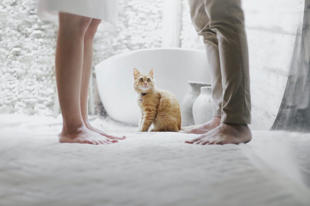 Six Things You Should Never Say to a Cat Owner
