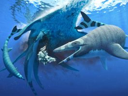 New Shark-tooth Mosasaur Species discovered in Morocco