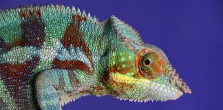Foods To Avoid For Reptiles Panther Chameleon