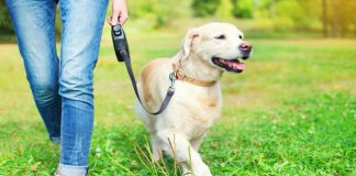 5 Effective Dog Care Tips Collar