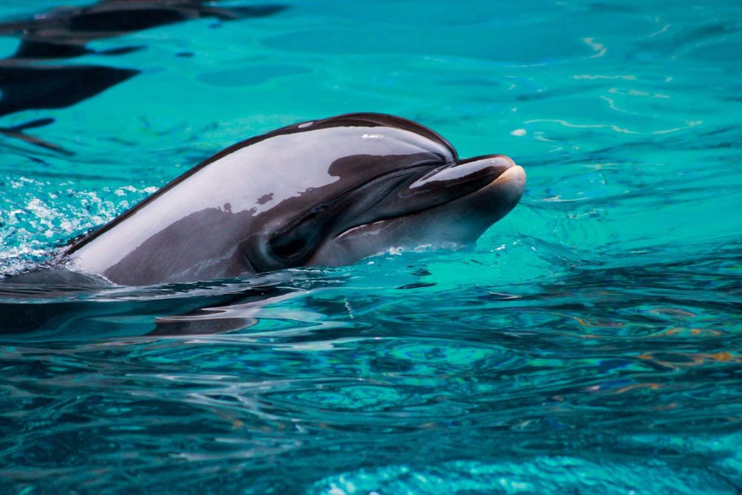 dolphin swim