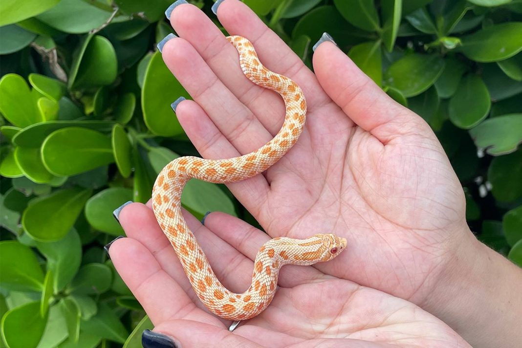 snakes